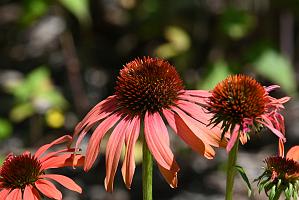 2025-07049354 Acton Arboretum, MA